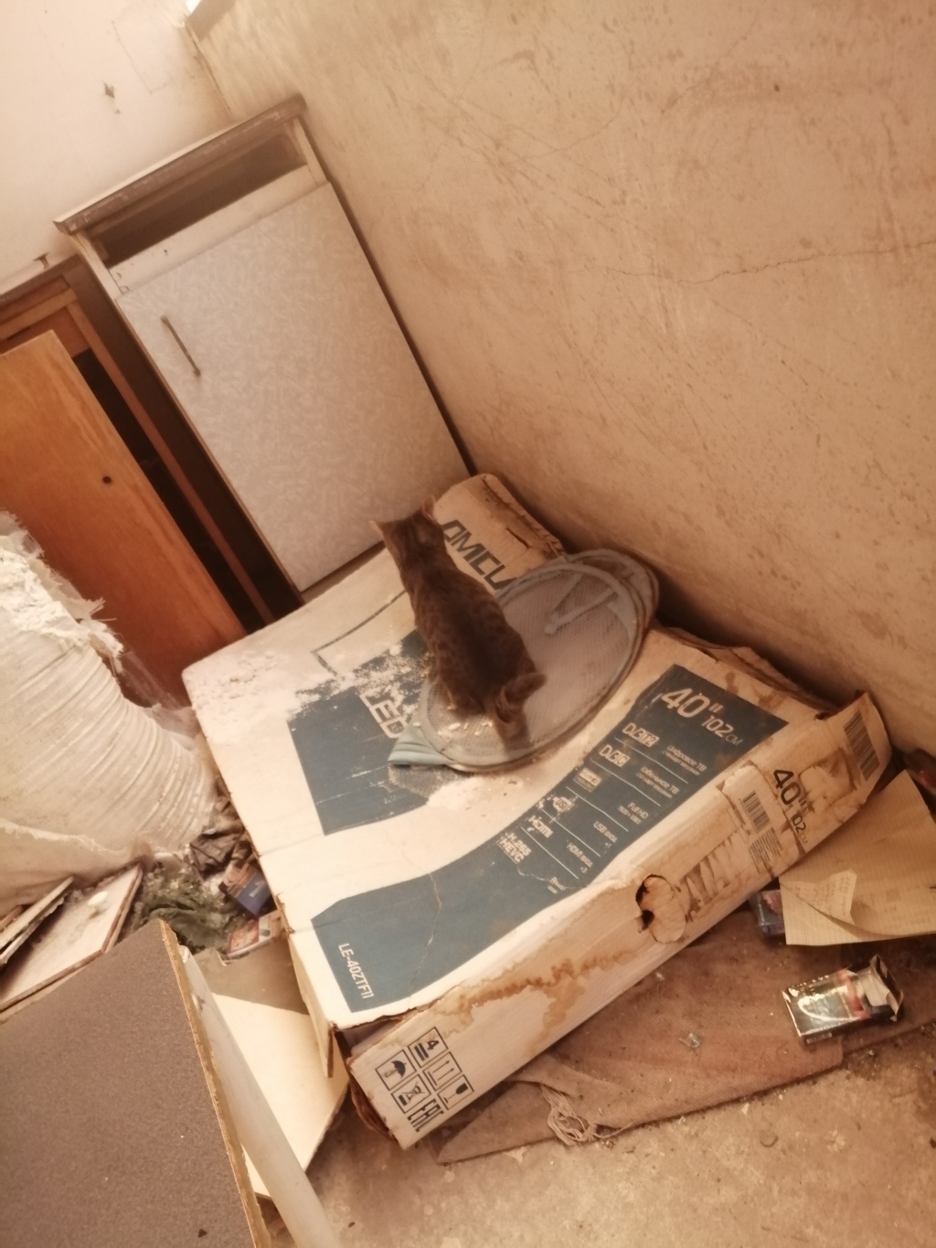 Катя: проститутки индивидуалки в Омске